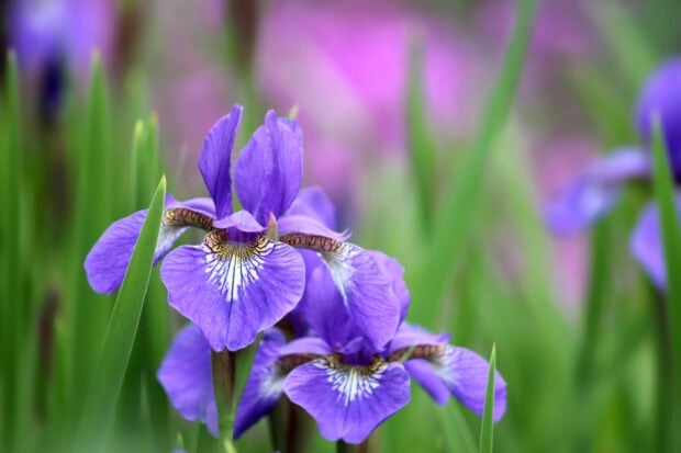 Purple iris flowers blooming in green field with blurred purple background