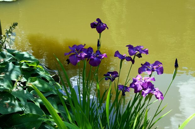 Purple iris flowers growing near a calm pond with green leaves surrounding the plants