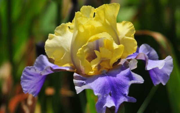 Vibrant yellow and purple iris flower blooming in natural garden setting with green background