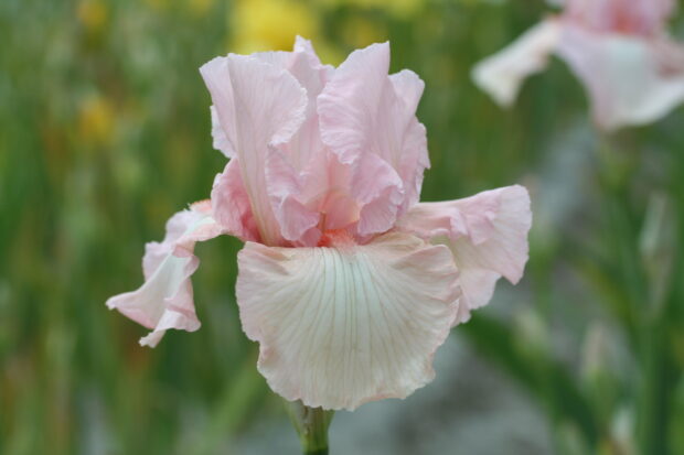 A delicate pink iris flower in bloom with soft petals and detailed veins in a garden setting
