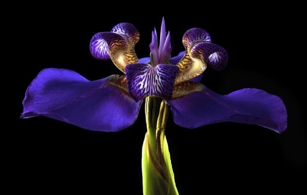 Close up of a purple iris flower with detailed petals and stem against black background