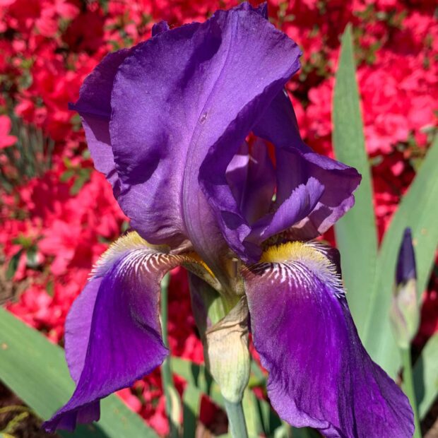 Close up of a purple iris flower with detailed petals in a garden setting