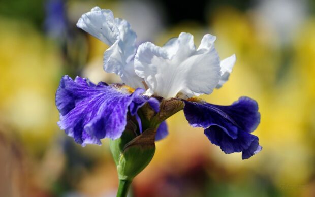 Close up of iris flower with white and purple petals in bright sunlight