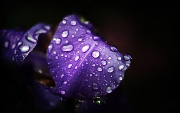 Close up of iris petals covered with water droplets in dark background