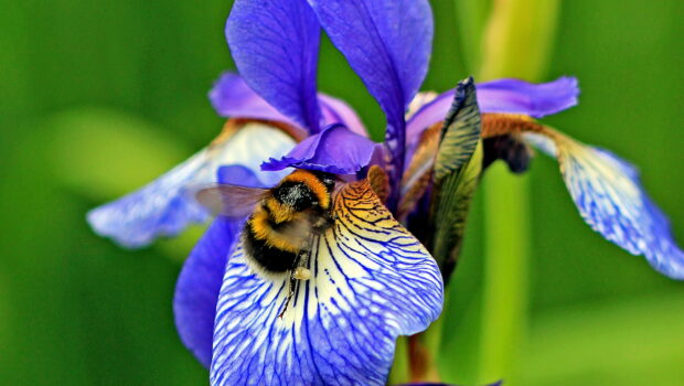A bumblebee gathering nectar from a vibrant iris flower with intricate details and vivid colors