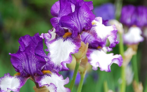 Close up of vibrant purple and white iris flowers in a garden setting (1)