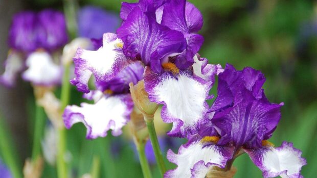 Close up of vibrant purple and white iris flowers in a garden setting
