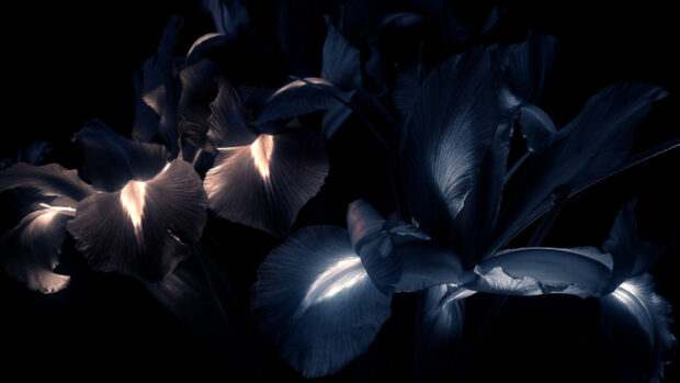 Dark illuminated petals of iris flowers showcasing natural iris details and textures