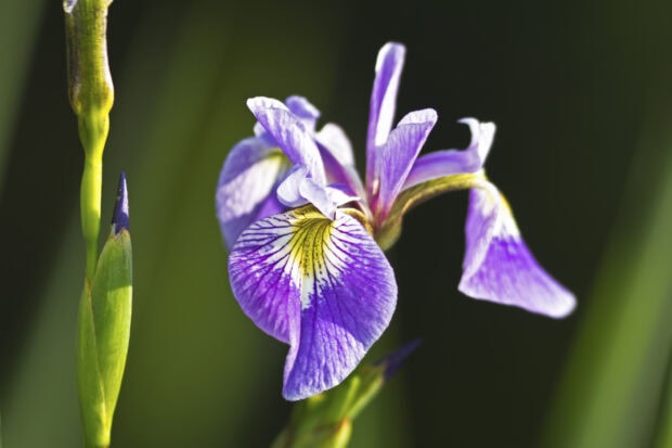 A close up of a purple iris flower with detailed petal veins and green buds