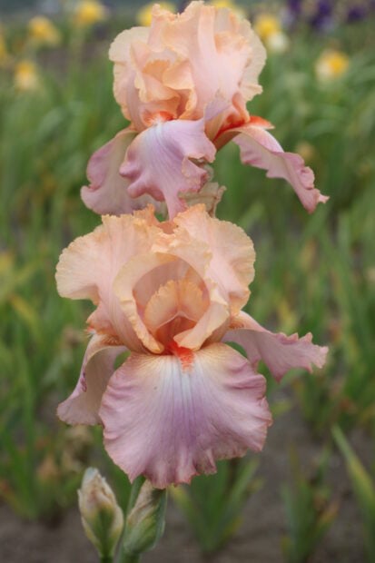 Delicate iris flower blooming in a garden with soft pastel petals and green foliage