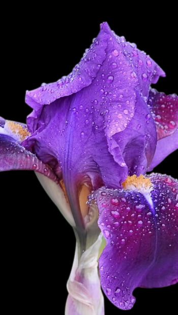 Close up of purple iris flower with water droplets on petals