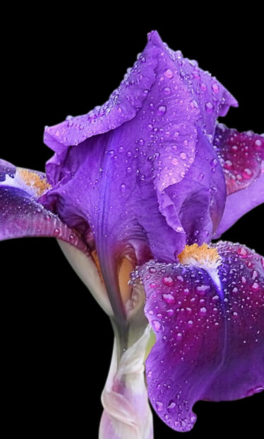 Purple iris flower with water droplets on petals against black background