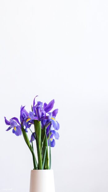 Purple iris flowers with green stems in a white vase on a plain background