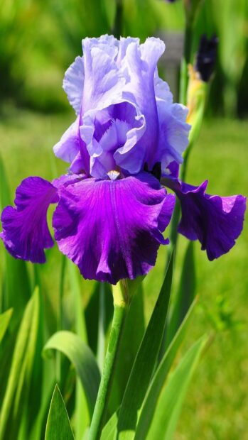 A close up of a purple iris flower blooming in the garden with green leaves in the background