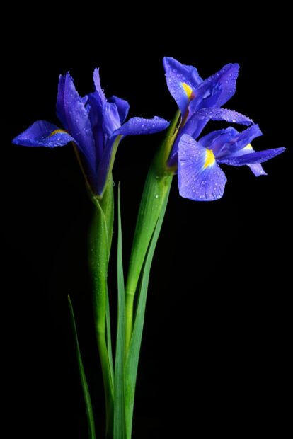 Vibrant purple iris flowers with fresh green stems and dew drops on a black background