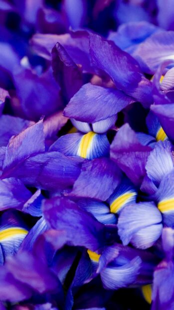 Close up of purple iris petals with yellow and white accents in vibrant detail