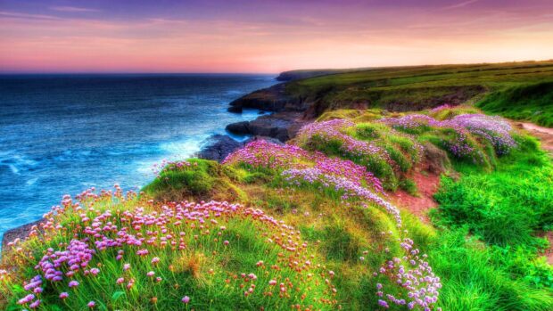 A vibrant Irish countryside with blooming pink flowers along the rocky coastline and a calm ocean view at sunset