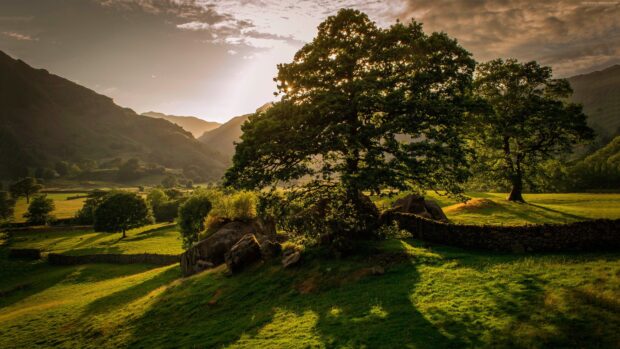 Large tree casting shadows over lush green fields in Irish countryside