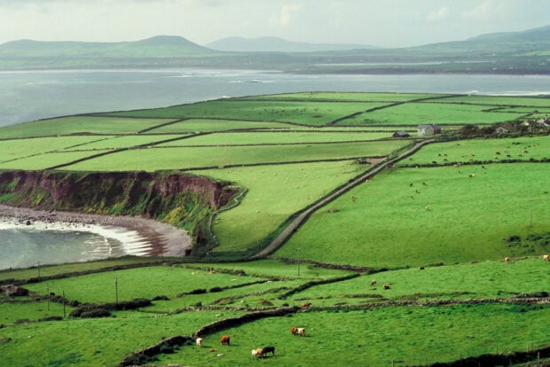Green Irish countryside with grazing cattle and stone fences near the coast