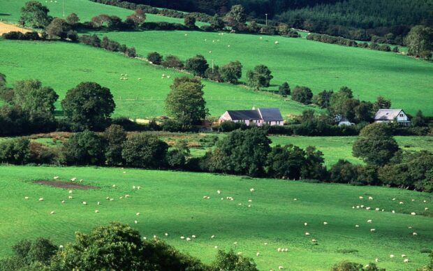 Lush Irish countryside with green fields and grazing sheep on a clear day
