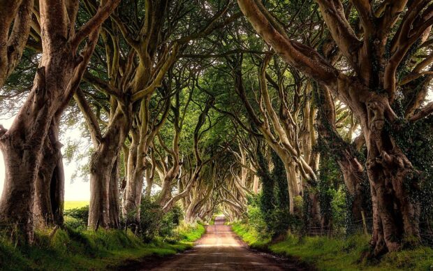 A peaceful Irish countryside tunnel formed by old trees lining the narrow road