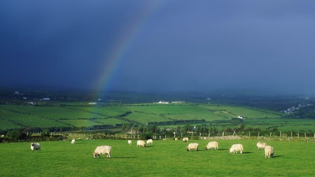 Sheep grazing on green fields in the Irish countryside under a rainbow