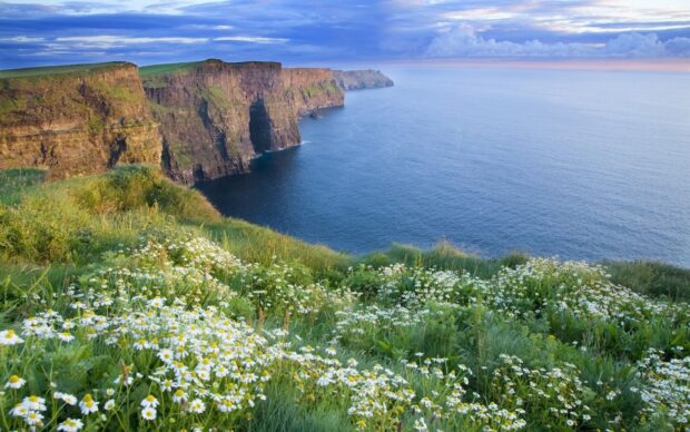 Wildflowers bloom along the Irish countryside cliffs overlooking the ocean