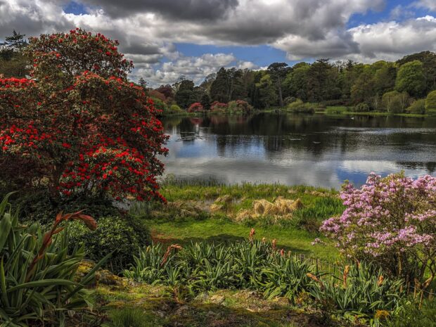 A vibrant tree with red flowers near a peaceful lake in the Irish countryside