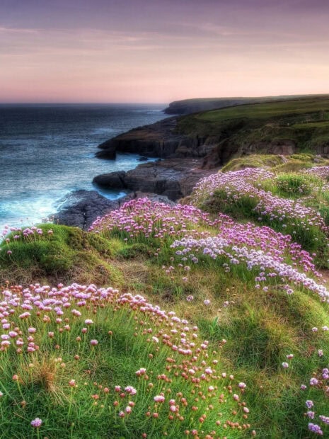 Pink wildflowers bloom along the rocky coast in Irish countryside scenery