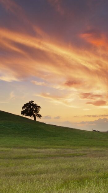 A lone tree stands on a green hill in the Irish countryside at sunset with a colorful sky
