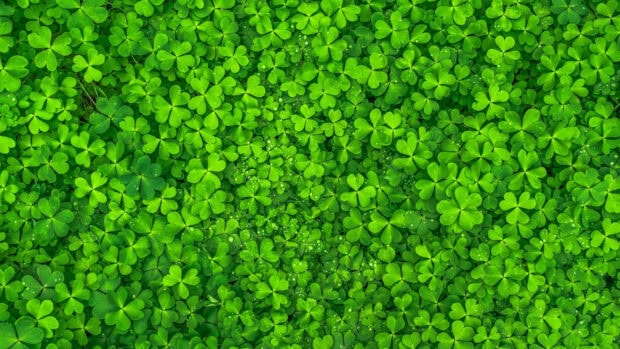 A dense patch of vibrant green shamrock leaves covering the ground with fresh water droplets visible