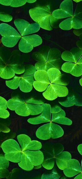 Close up of green shamrock leaves in natural light on the forest floor