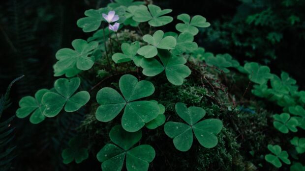 Close up of Irish shamrock plants with green leaves in forest environment