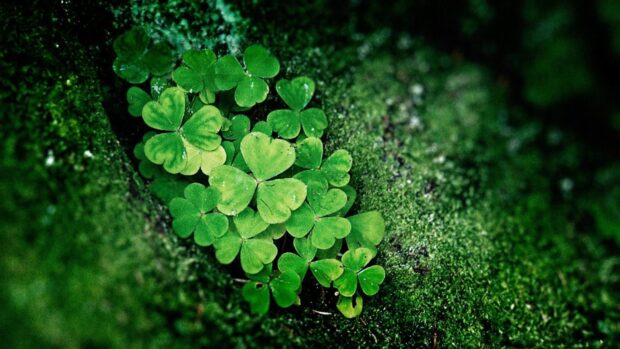 A cluster of green Irish shamrock growing on mossy forest ground with natural texture