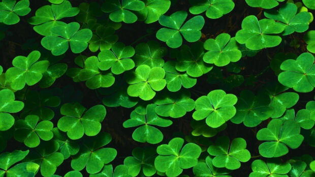 Close up of multiple green shamrock plants in natural light