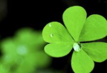 Close up of Irish shamrock with water droplets on green leaves