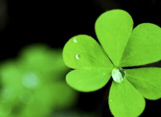 Close up of Irish shamrock with water droplets on green leaves