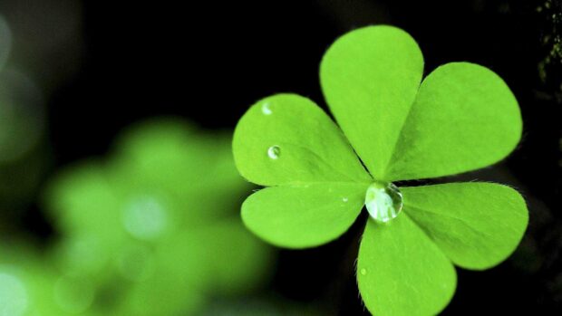 Close up of Irish shamrock with water droplets on green leaves