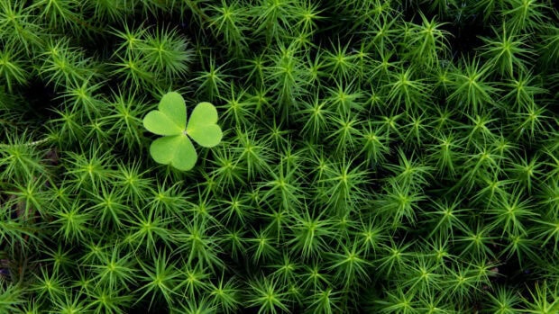 A close up of Irish shamrock leaf surrounded by green moss and plants