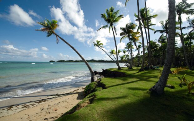 Tropical shore with palm trees and clear ocean water in Jamaica coastline view