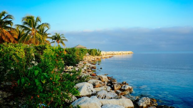 Tropical greenery and rocky shore along the calm sea in Jamaica