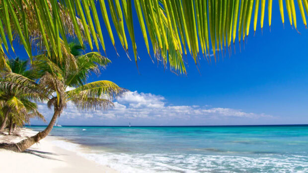 Tropical Jamaica scenery with palm trees and ocean waves at the beach