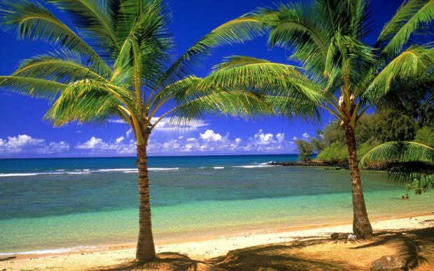 Tropical palm tree by the crystal clear sea on the Jamaican beach