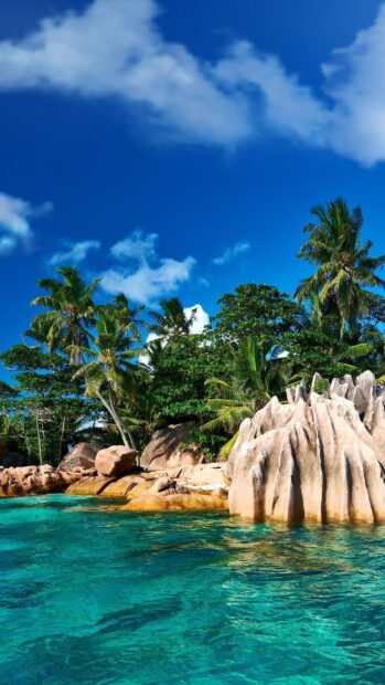 Tropical Jamaica coast with palm trees and clear turquoise water under bright blue sky