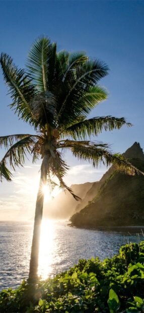 A palm tree is standing tall near the ocean with sunlight shining through its leaves