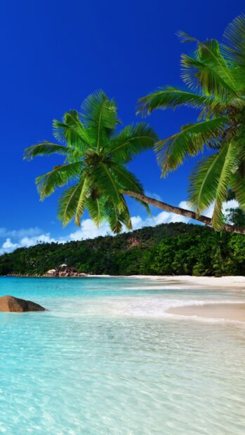 Tropical landscape with palm trees and clear water on a Jamaica coast