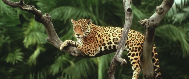 Jaguar resting on a tree branch in the jungle environment