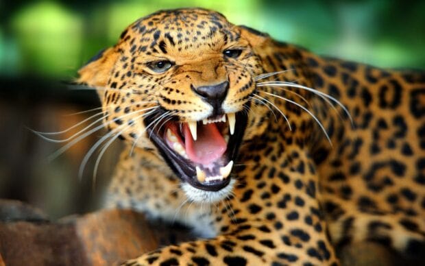 A fierce leopard showing teeth in a jungle animal close up with sharp whiskers