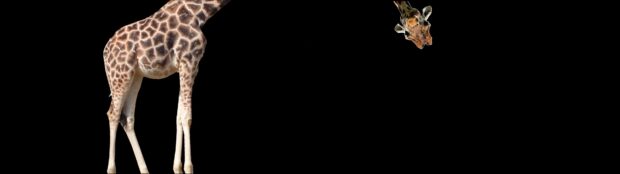 A giraffe standing and looking down with a black background in a jungle animal setting