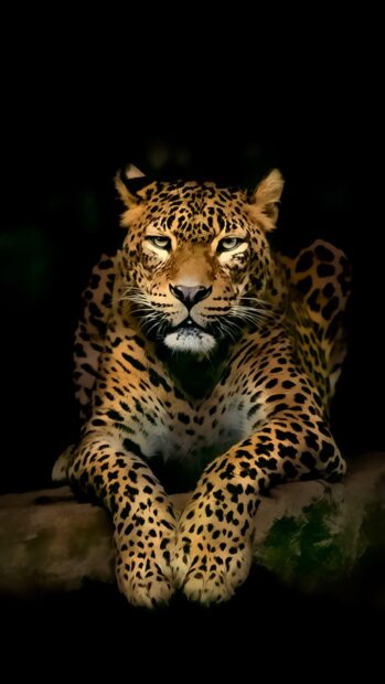 A leopard resting on a rock in the jungle with intense eyes and spotted fur pattern